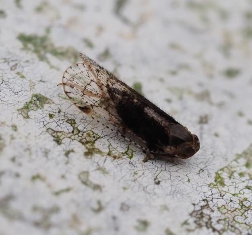 Réf. 268 325 : Cixius sp.